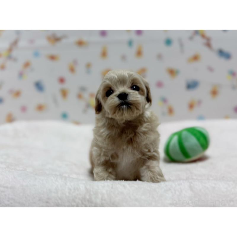 販売中の東京都のマルプー:マルチーズ×トイプードル-440648の3枚目