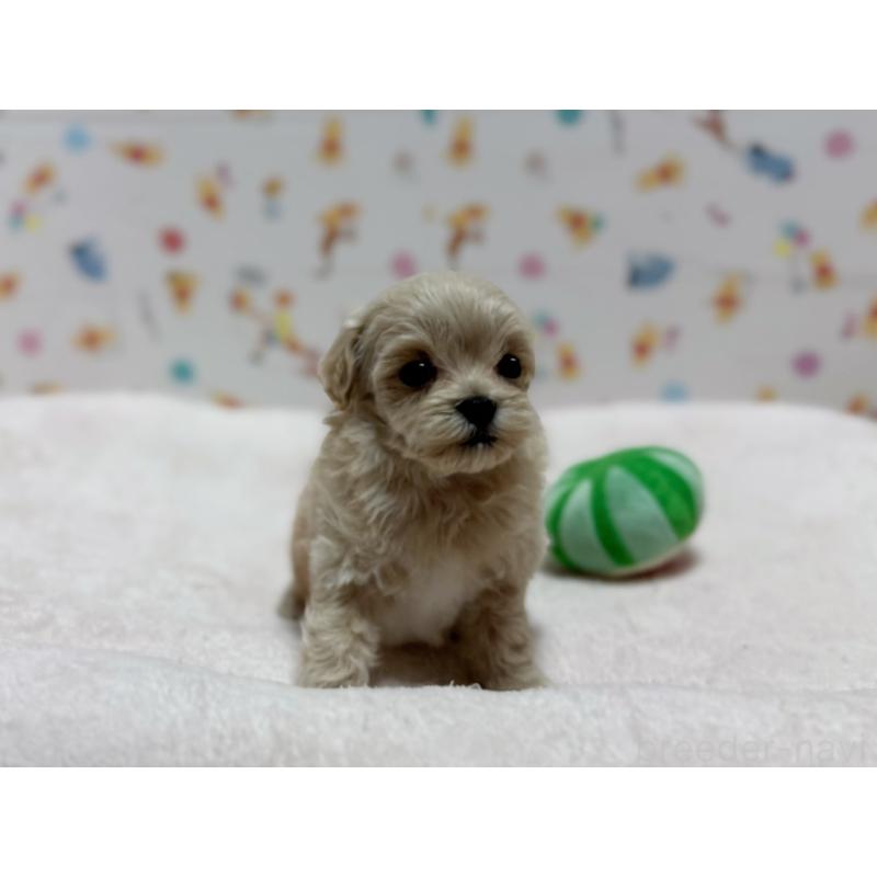 販売中の東京都のマルプー:マルチーズ×トイプードル-440648の2枚目