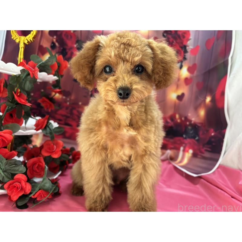 販売中の栃木県のタイニープードル-434243