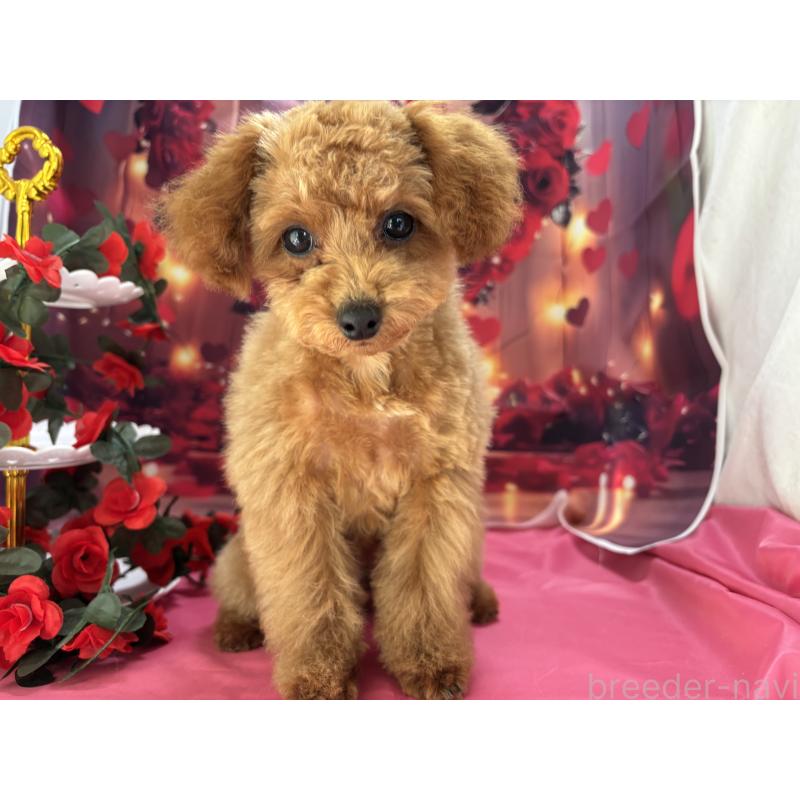 成約済の栃木県のタイニープードル-434243の11枚目