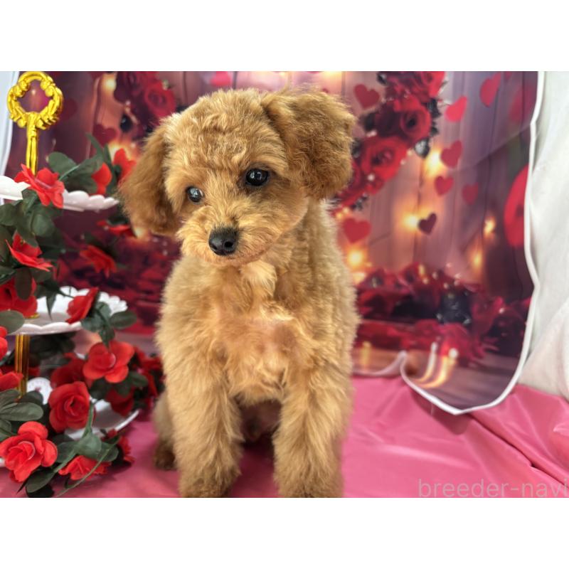 成約済の栃木県のタイニープードル-434243の10枚目