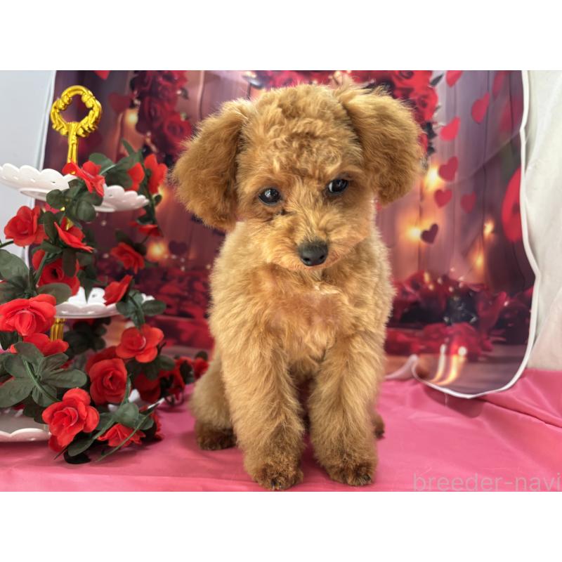 成約済の栃木県のタイニープードル-434243の9枚目