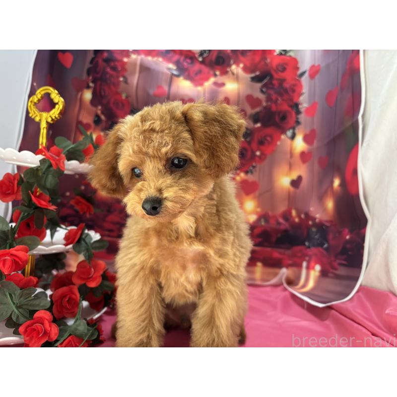 成約済の栃木県のタイニープードル-434243の8枚目