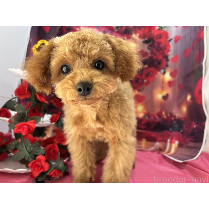 成約済の栃木県のタイニープードル-434243の6枚目