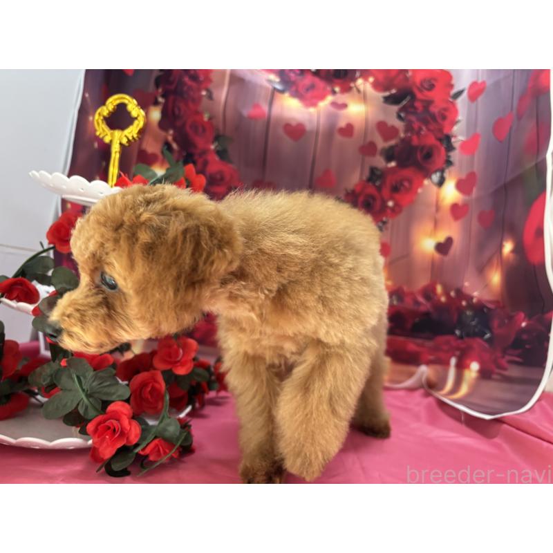 成約済の栃木県のタイニープードル-434243の5枚目