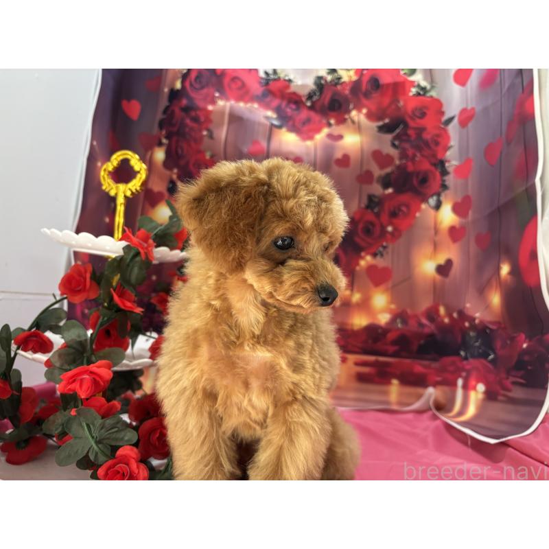 成約済の栃木県のタイニープードル-434243の4枚目