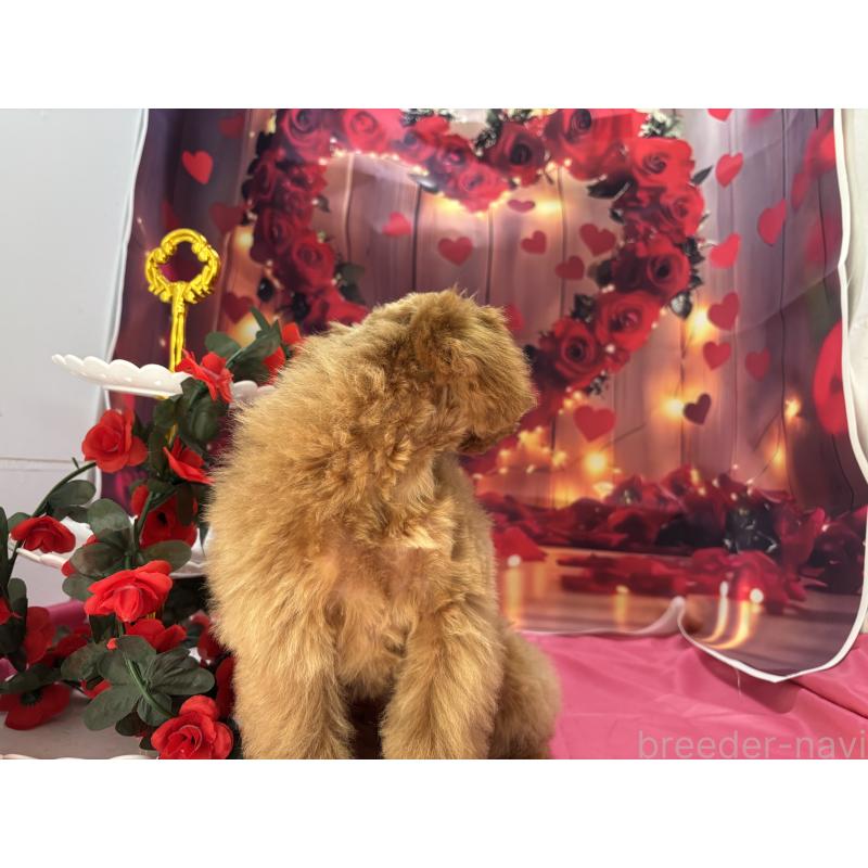 成約済の栃木県のタイニープードル-434243の3枚目