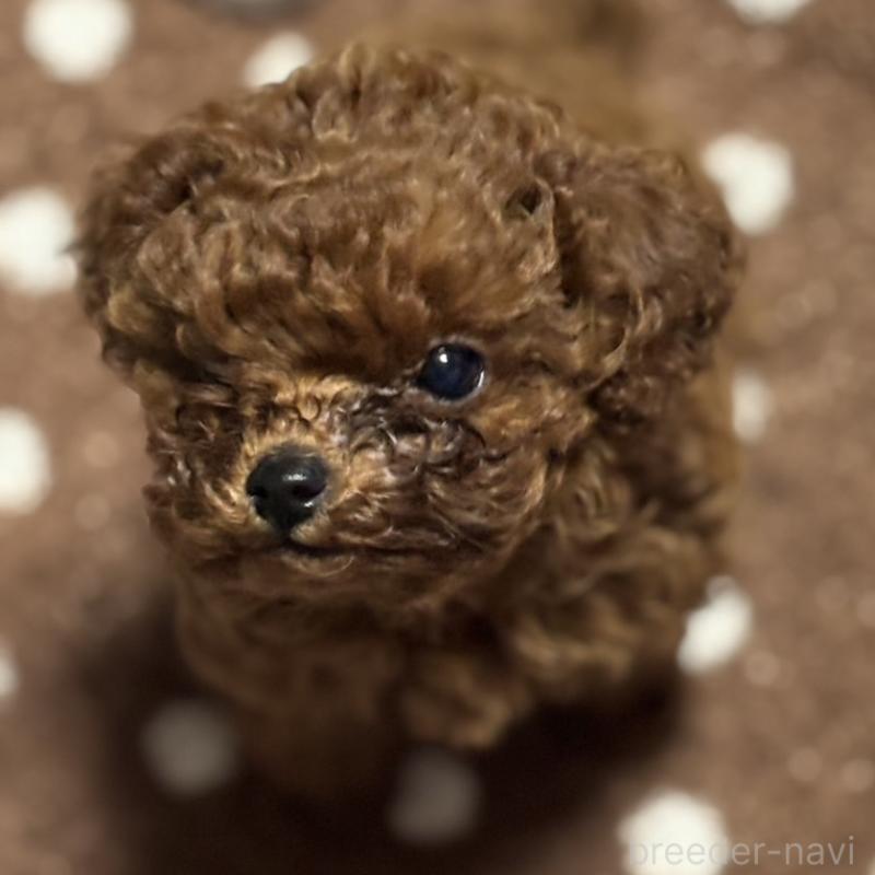販売中の岡山県のトイプードル-439560