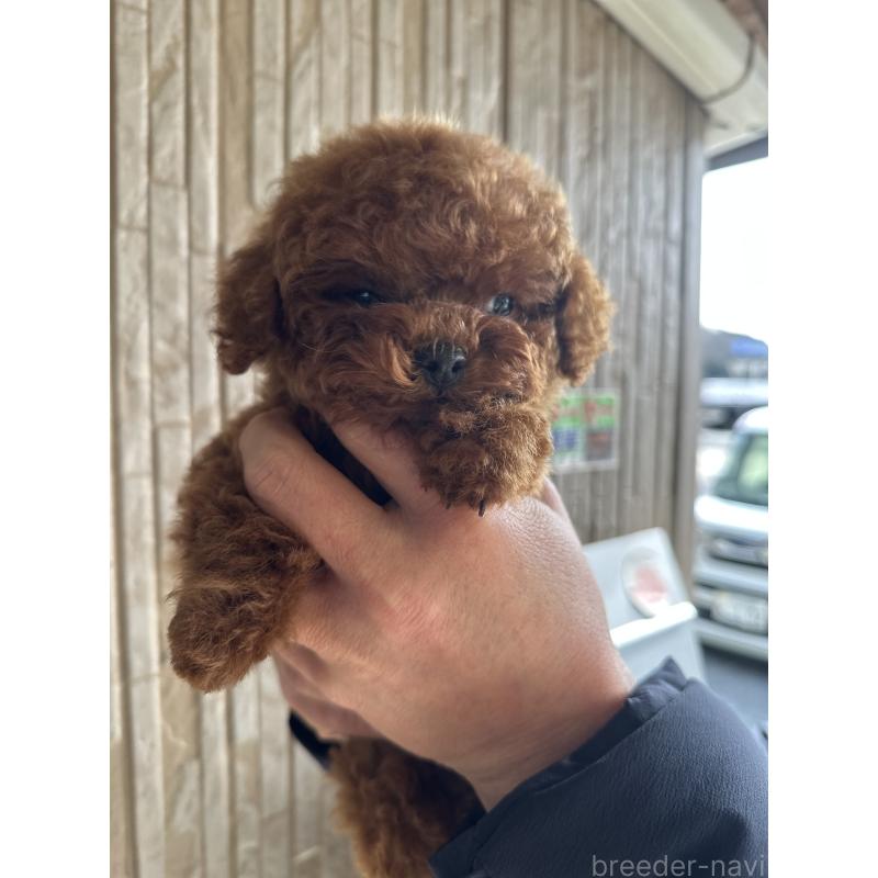 販売中の岡山県のトイプードル-439560の3枚目