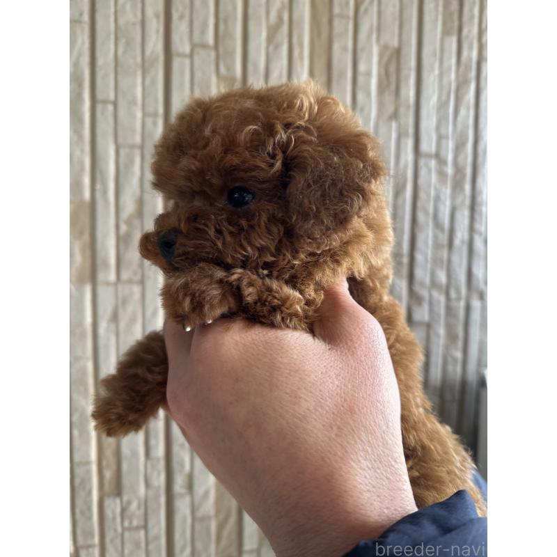 販売中の岡山県のトイプードル-439560の2枚目