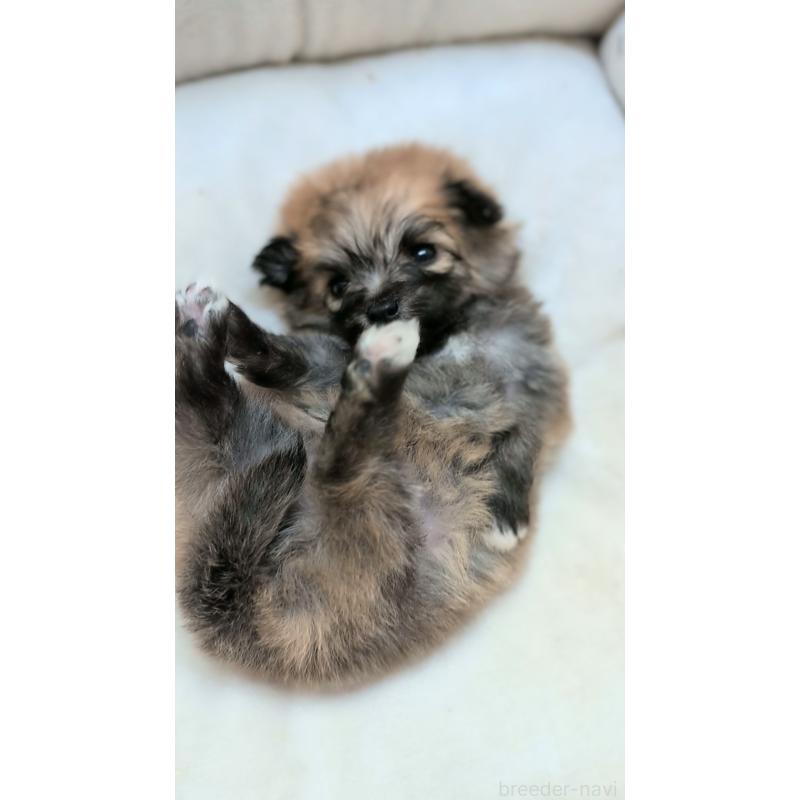 販売中の熊本県のミックス犬-440651の5枚目