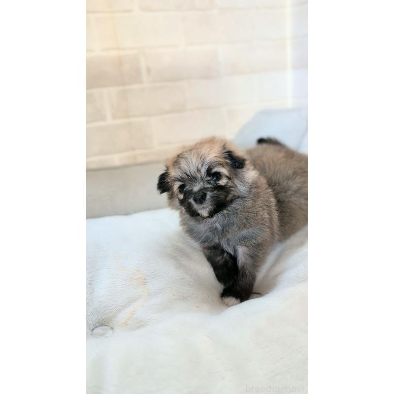 販売中の熊本県のミックス犬-440651の4枚目