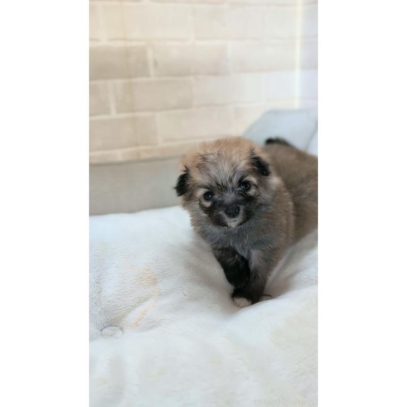 販売中の熊本県のミックス犬-440651の3枚目