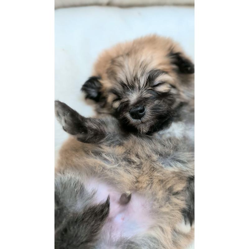 販売中の熊本県のミックス犬-440651の2枚目