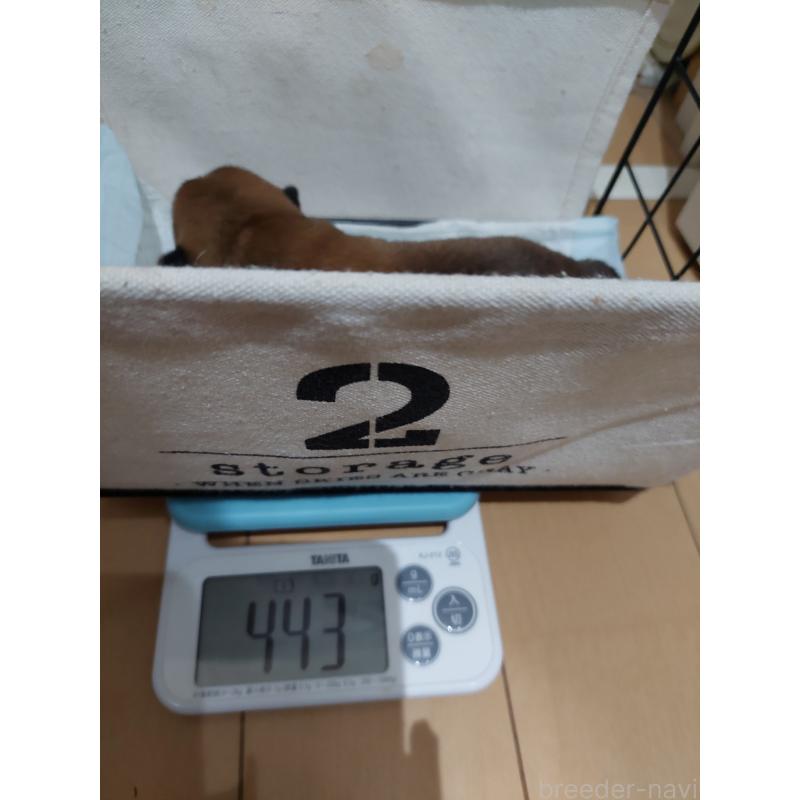 販売中の高知県の豆柴-438727の6枚目