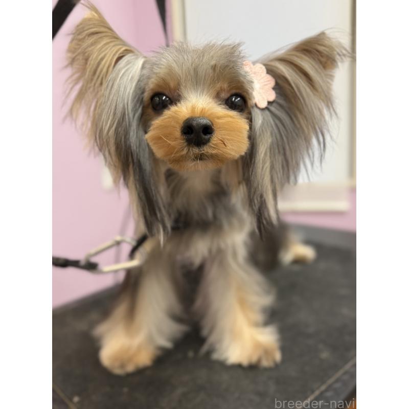 販売中の富山県のヨークシャーテリア-394866の2枚目