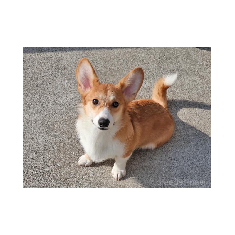 販売中の兵庫県のウェルシュコーギーペンブローク-389571の1枚目