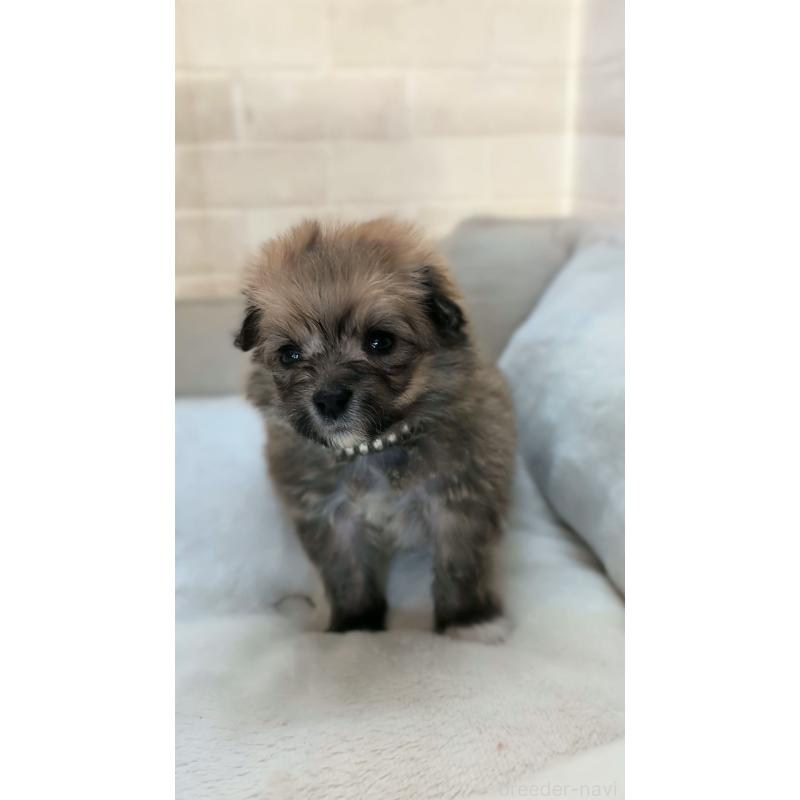 販売中の熊本県のミックス犬-440652の4枚目