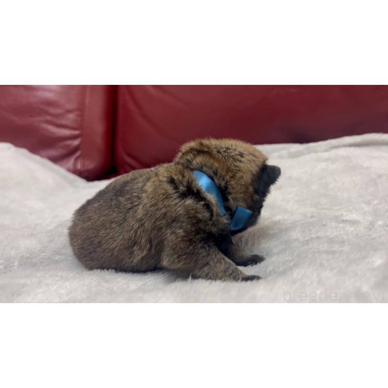 販売中の岡山県のパグ-440653の5枚目