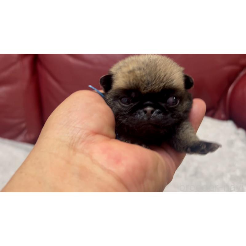 販売中の岡山県のパグ-440653の4枚目