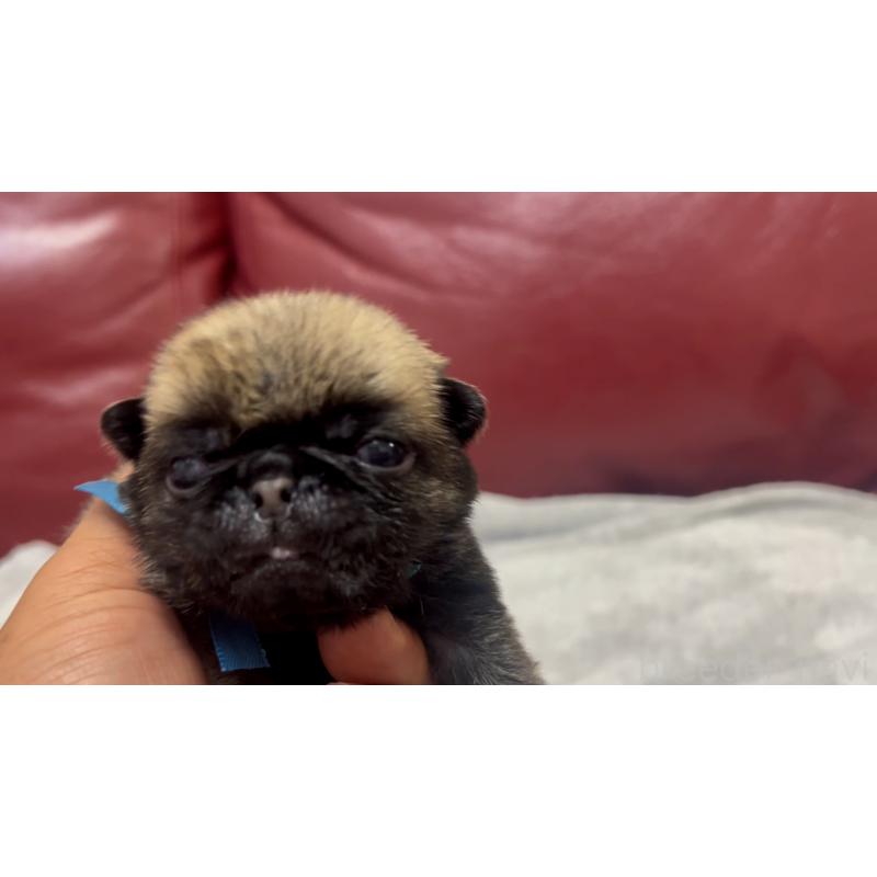 販売中の岡山県のパグ-440653の2枚目