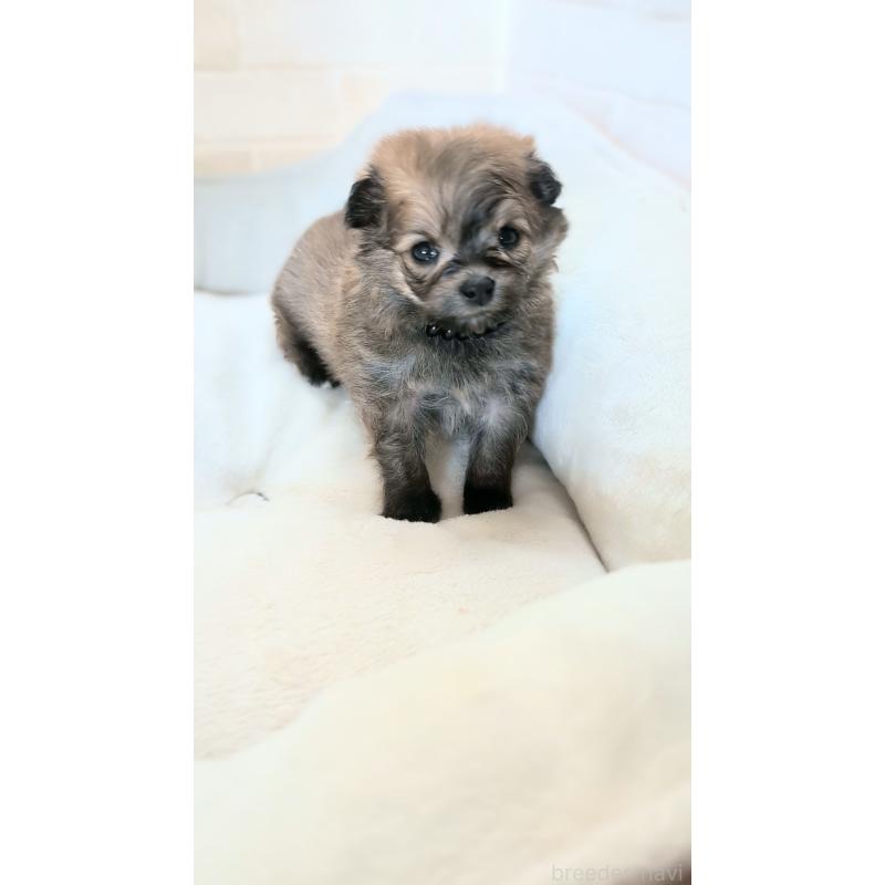 販売中の熊本県のミックス犬-440654の6枚目