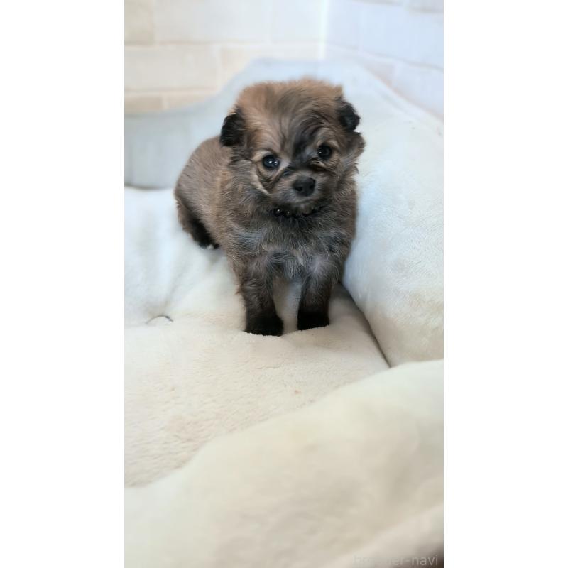 販売中の熊本県のミックス犬-440654の3枚目