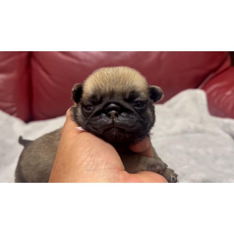 販売中の岡山県のパグ-440655の4枚目