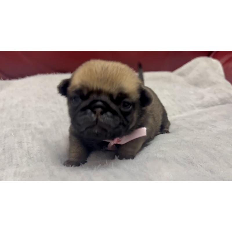 販売中の岡山県のパグ-440655の2枚目