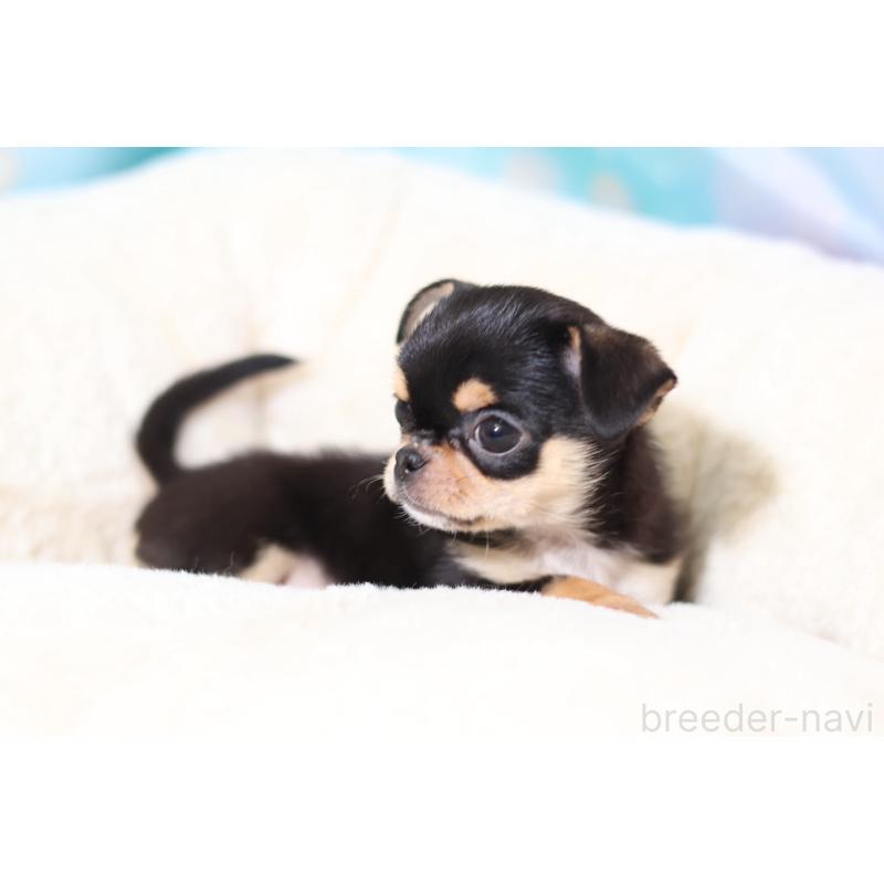 成約済の大阪府のチワワ(スムースコート)-438654の3枚目