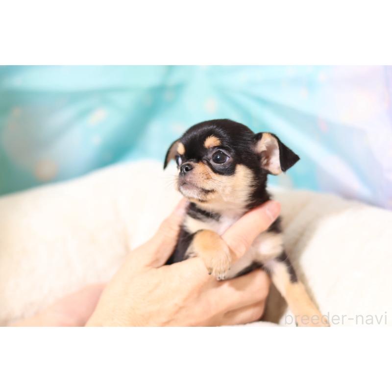 成約済の大阪府のチワワ(スムースコート)-438654の2枚目