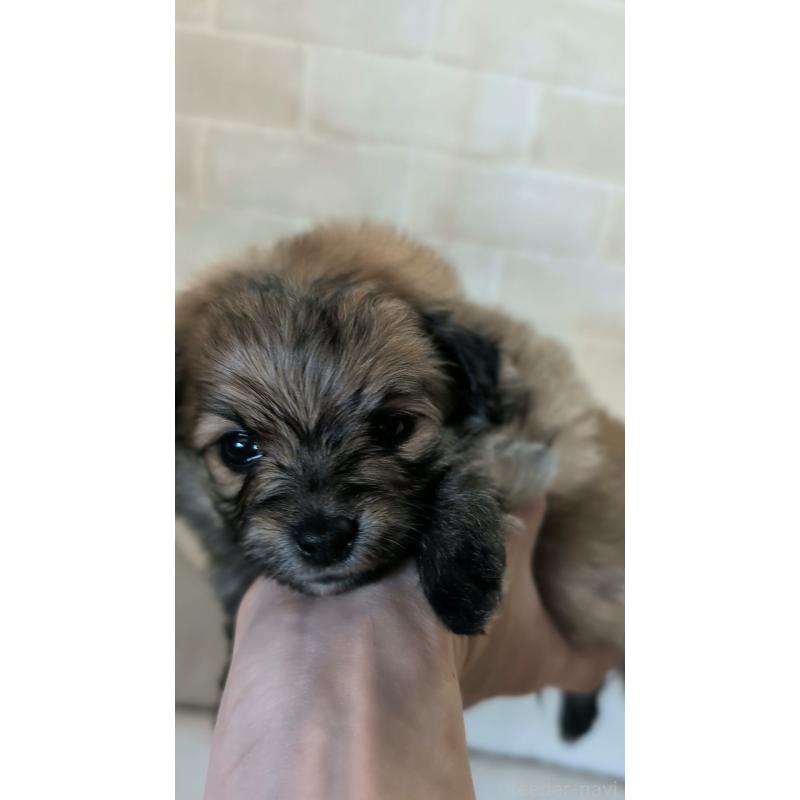 販売中の熊本県のミックス犬-440656の4枚目