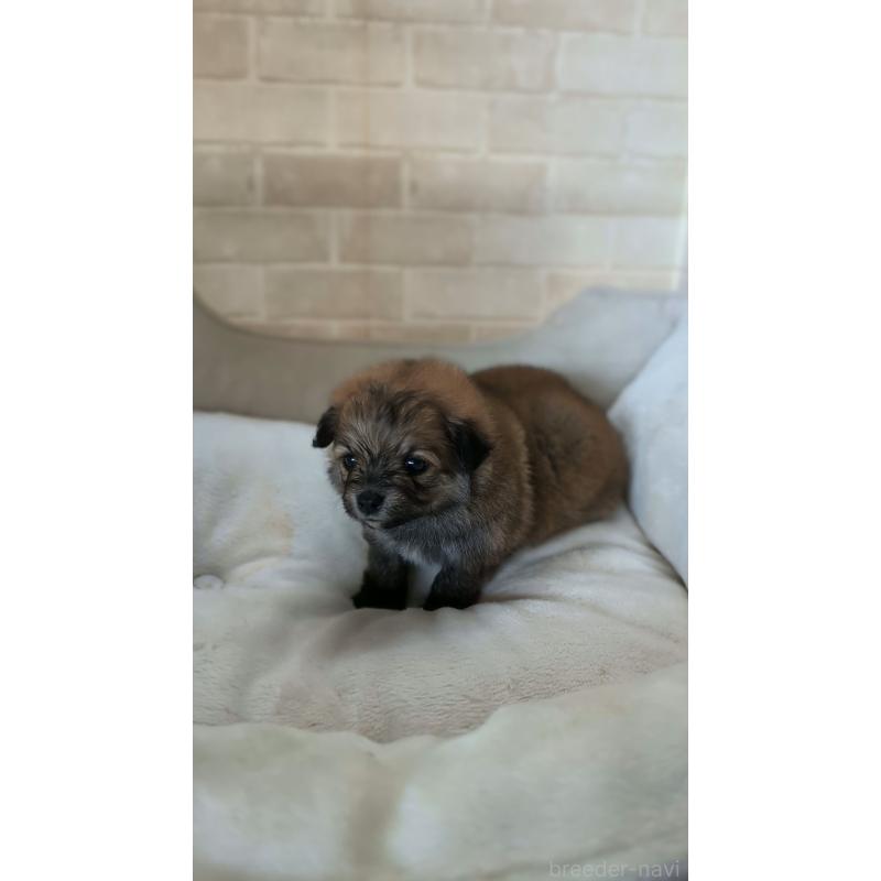 販売中の熊本県のミックス犬-440656の3枚目