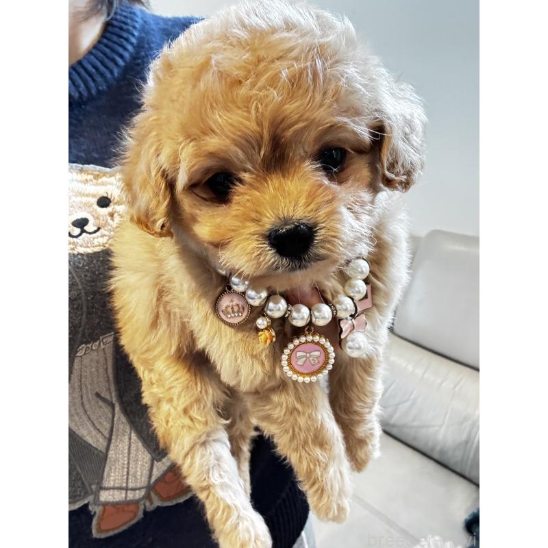 販売中の大阪府のミックス犬-440657の9枚目