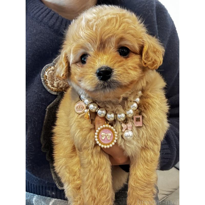 販売中の大阪府のミックス犬-440657の8枚目