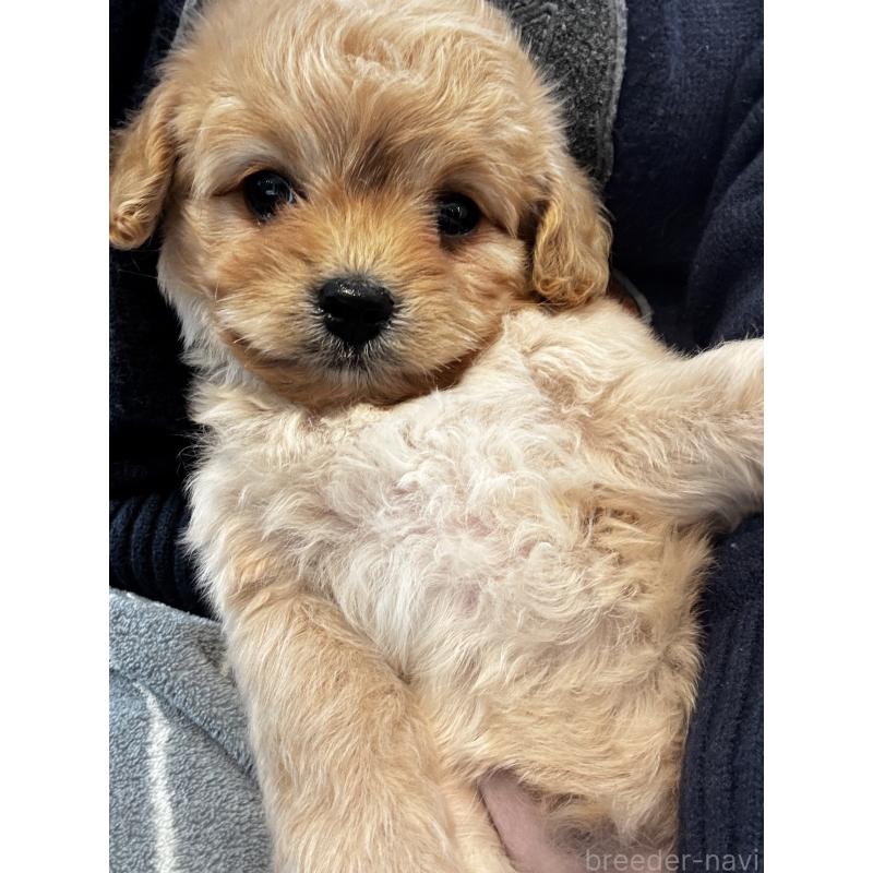 販売中の大阪府のミックス犬-440657の7枚目