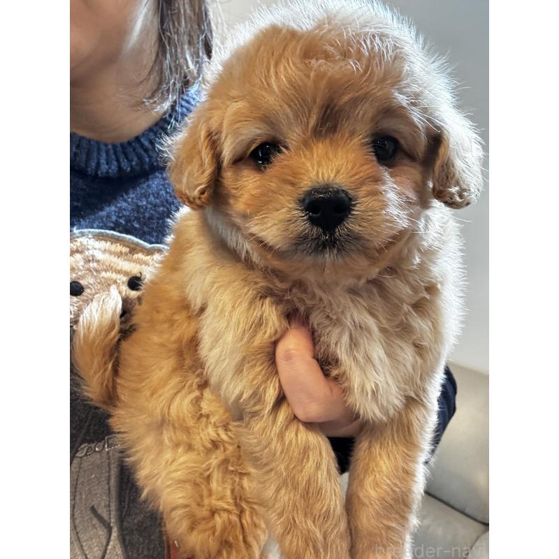 販売中の大阪府のミックス犬-440657の6枚目