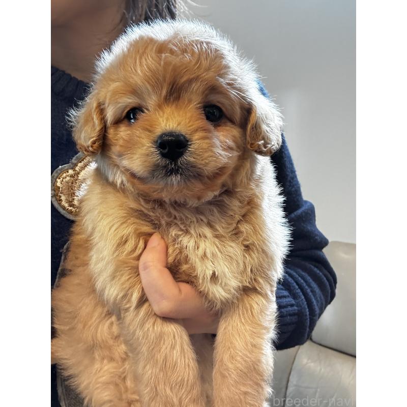 販売中の大阪府のミックス犬-440657の5枚目