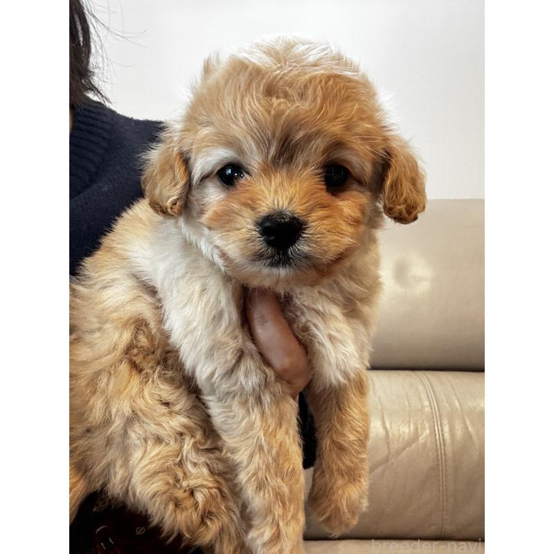 販売中の大阪府のミックス犬-440657の4枚目