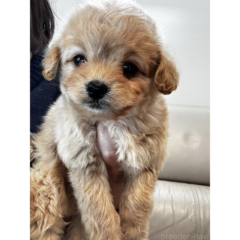 販売中の大阪府のミックス犬-440657の3枚目