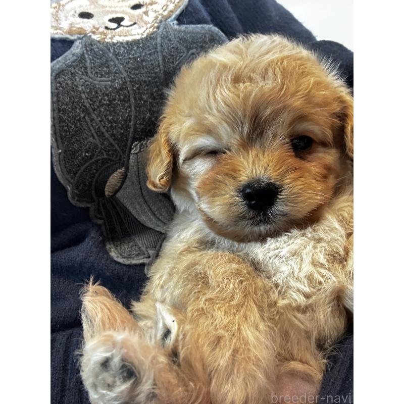 販売中の大阪府のミックス犬-440657の2枚目