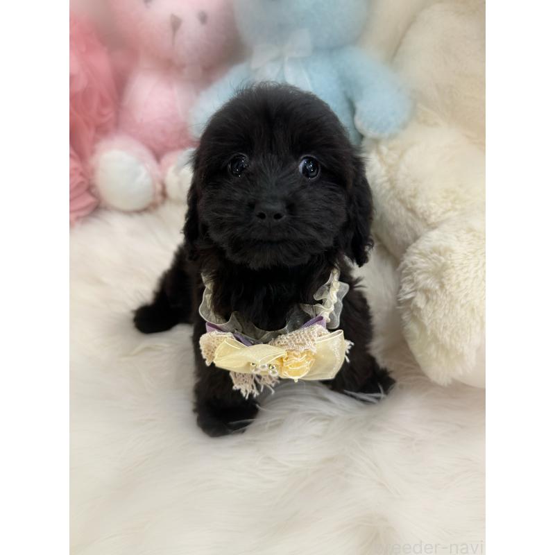 販売中の香川県のダップー:ミニチュアダックスフンド×トイプードル-433655の6枚目