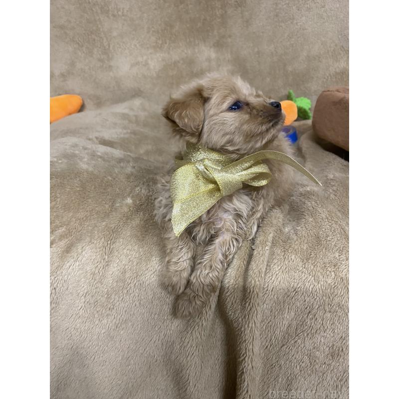 販売中の千葉県のミックス犬-440444の3枚目