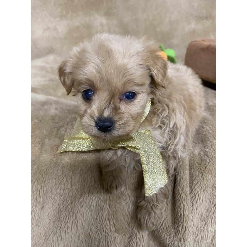 販売中の千葉県のミックス犬-440444の2枚目