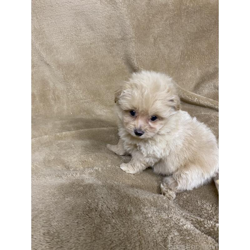 販売中の千葉県のミックス犬-440445の3枚目