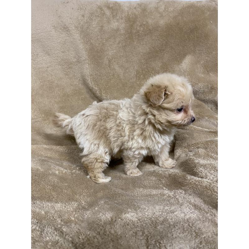 販売中の千葉県のミックス犬-440445の2枚目