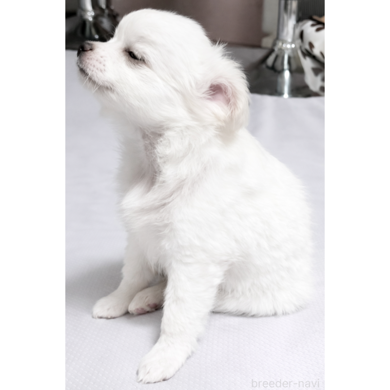 成約済の広島県のチワワ(ロングコート)-436791の6枚目