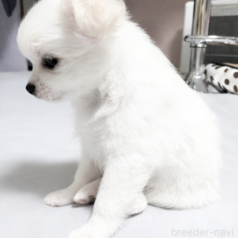 成約済の広島県のチワワ(ロングコート)-436791の5枚目