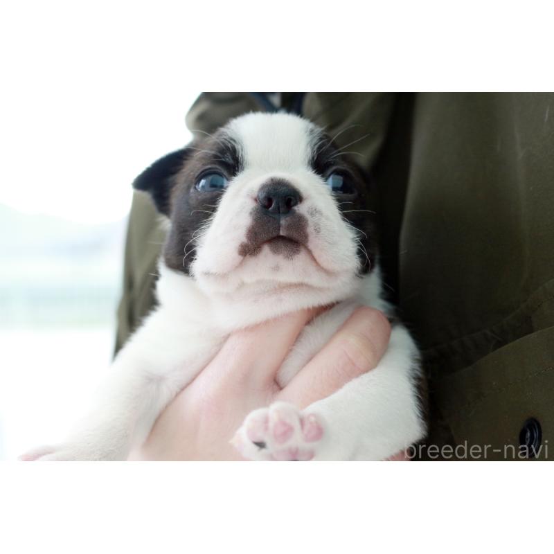 販売中の京都府のボストンテリア-440446の1枚目