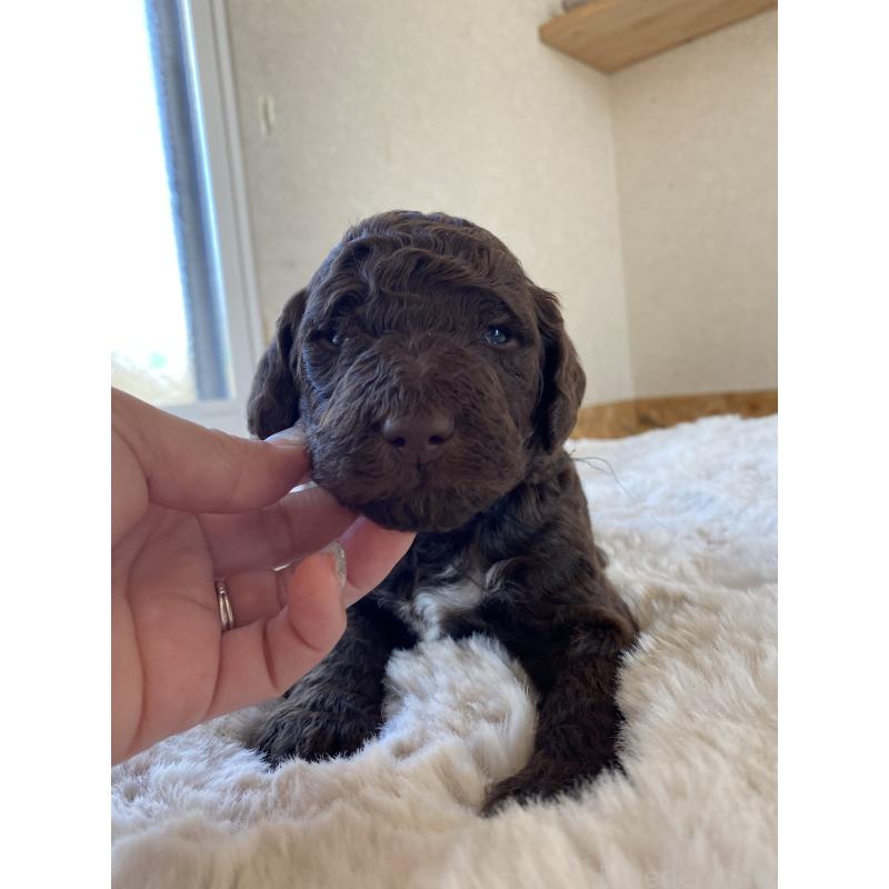 販売中の茨城県のスタンダードプードル-436618